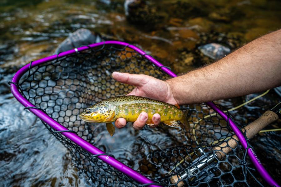 A brown trout held over a landing net in a clear Vermont river